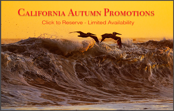 Autumn Promotion Promo: Pelicans gliding over waves